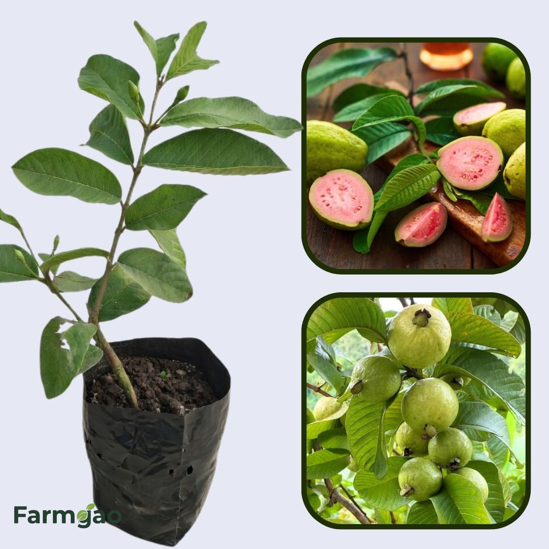 Tapti Pink Guava Air Layered Healthy Fruit Plant