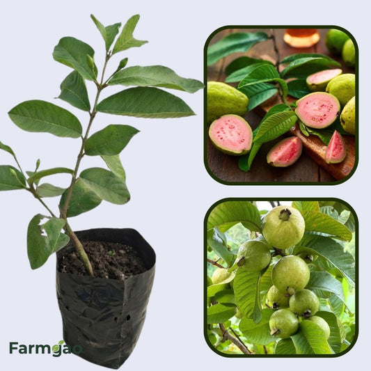 Tapti Pink Guava Air Layered Healthy Fruit Plant