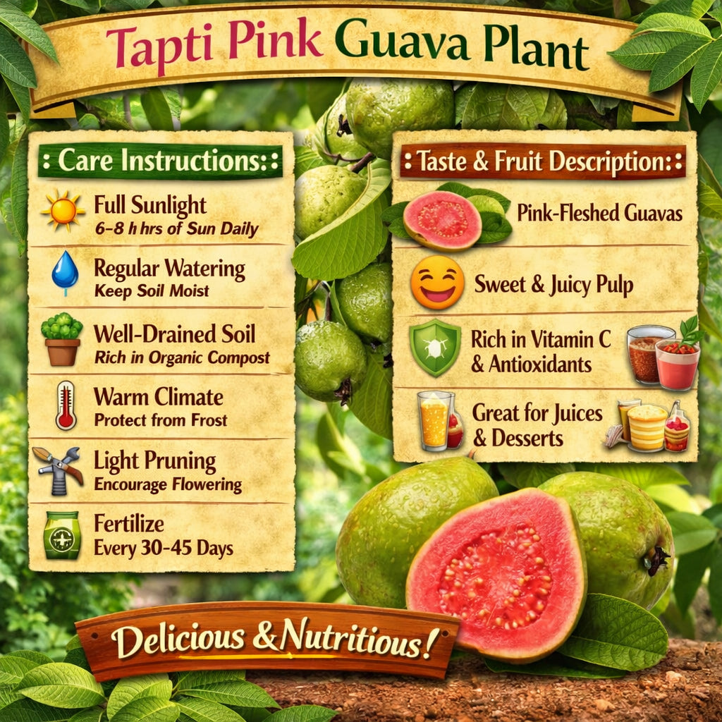 Tapti Pink Guava Air Layered Healthy Fruit Plant