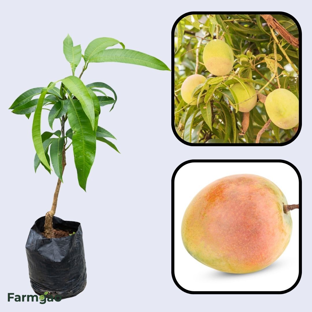 Tebow (Young) Mango Aam Grafted Healthy Fruit Plant