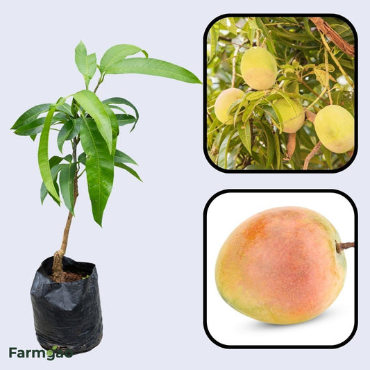 Tebow (Young) Mango Aam Grafted Healthy Fruit Plant