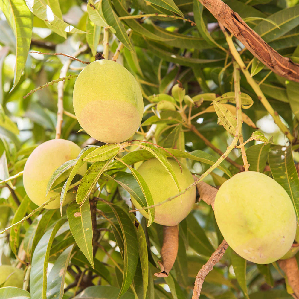 Tebow (Young) Mango Aam Grafted Healthy Fruit Plant