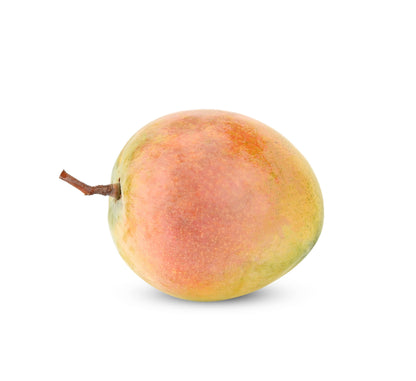 Tebow (Young) Mango Aam Grafted Healthy Fruit Plant