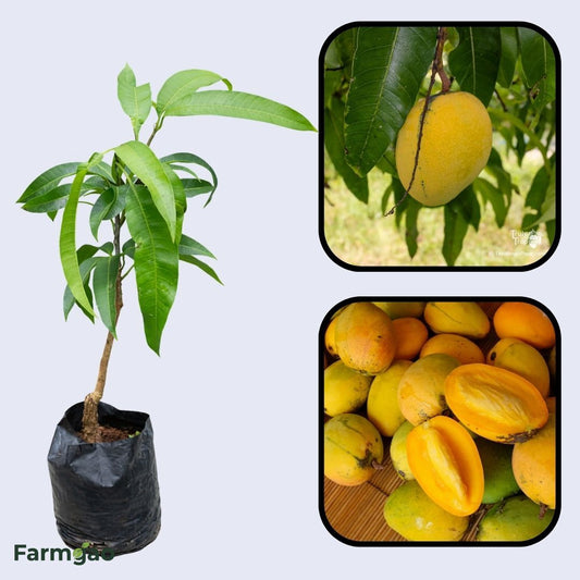 Tess Pollok Mango Aam Grafted Healthy Fruit Plant