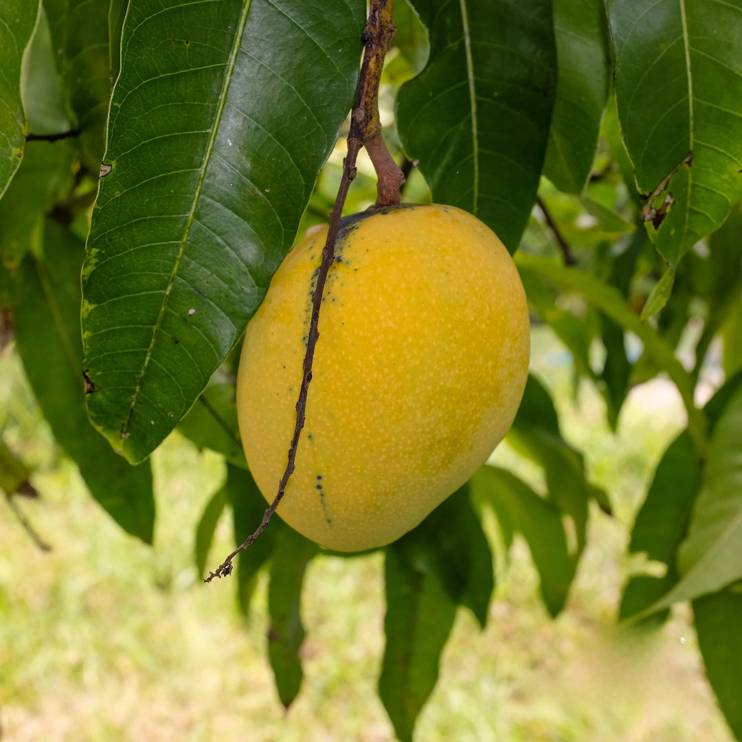 Tess Pollok Mango Aam Grafted Healthy Fruit Plant