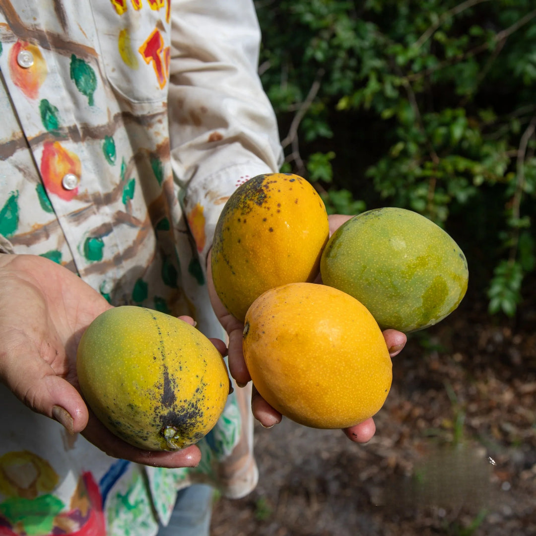 Tess Pollok Mango Aam Grafted Healthy Fruit Plant