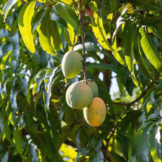 Tess Pollok Mango Aam Grafted Healthy Fruit Plant
