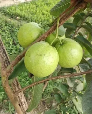 Shweta Guava Hybrid Air Layered Plant