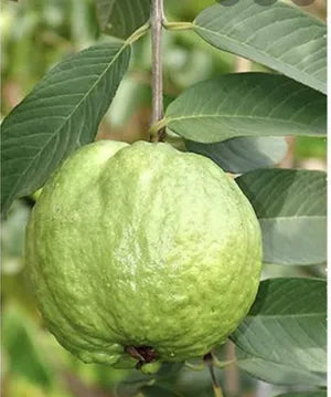 Arka Mridula Guava Hybrid Air Layered Plant