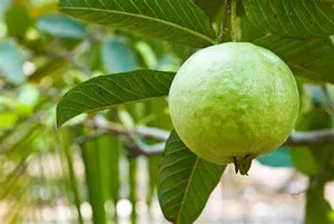 Shweta Guava Hybrid Air Layered Plant