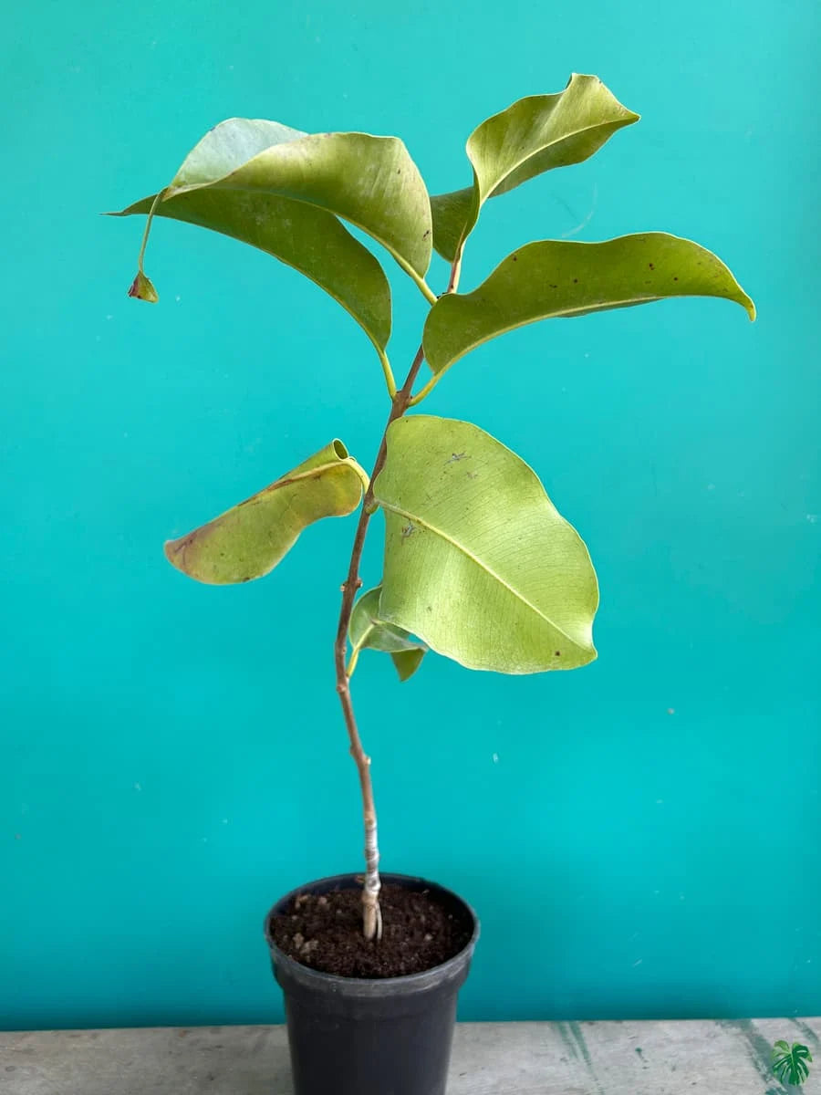 Thai KG 10 Black Jamun Jambolan Jam Grafted Fruit Plant