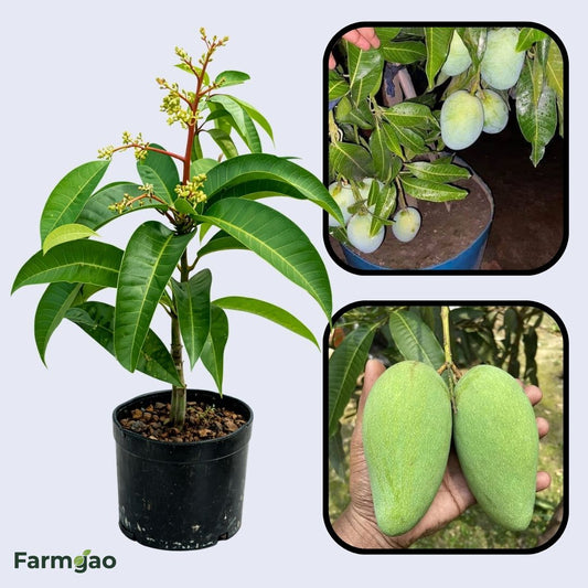 Thai All Time Mango Aam Grafted Healthy Fruit Plant