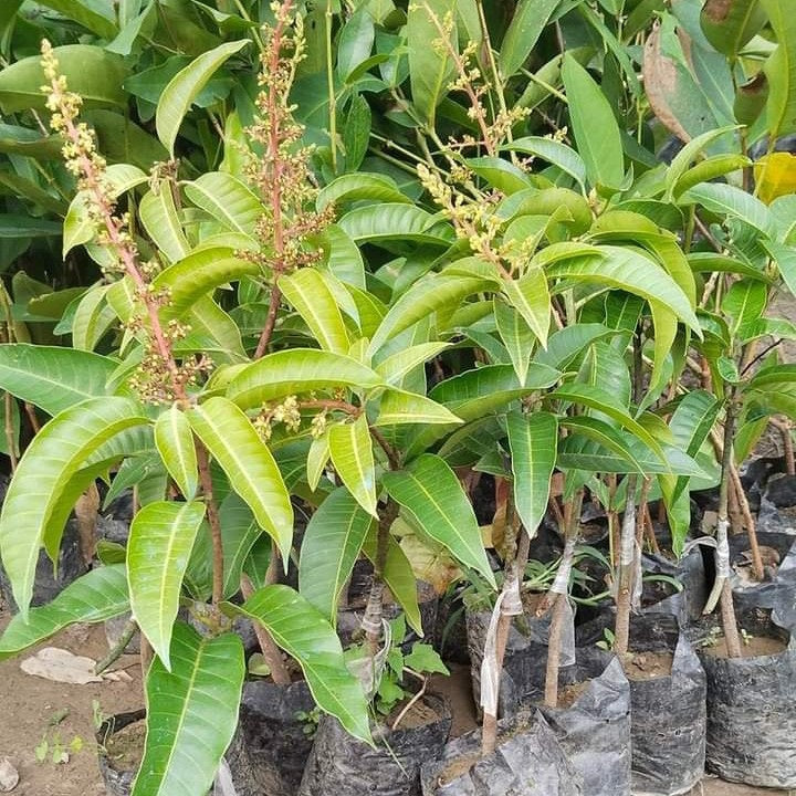 Thai All Time Mango Aam Grafted Healthy Fruit Plant