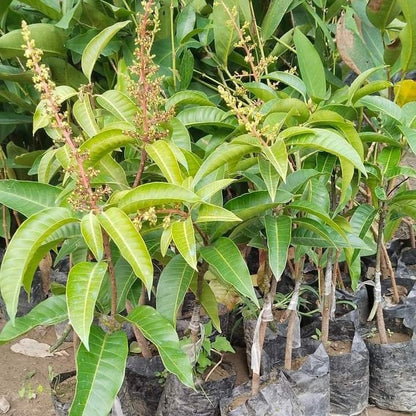 Thai All Time Mango Aam Grafted Healthy Fruit Plant