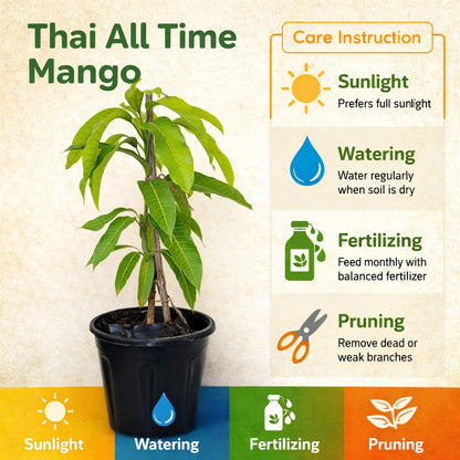 Thai All Time Mango Aam Grafted Healthy Fruit Plant