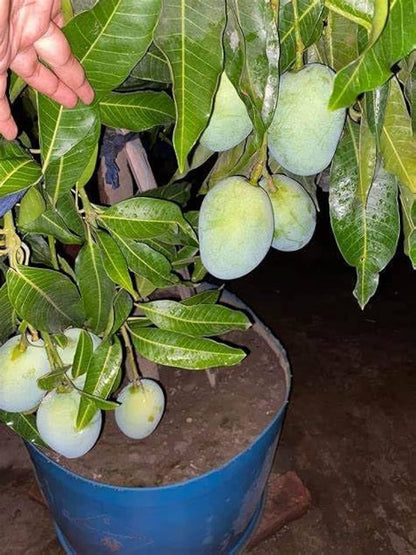 Thai All Time Mango Aam Grafted Healthy Fruit Plant