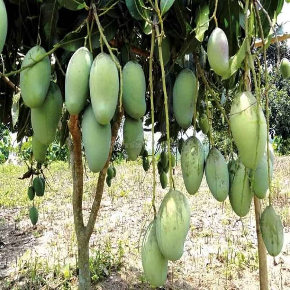 Thai All Time Mango Aam Grafted Healthy Fruit Plant