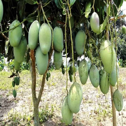 Thai All Time Mango Aam Grafted Healthy Fruit Plant