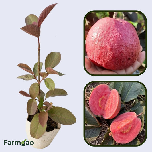Thai Crystal Red Guava Air Layered Healthy Fruit Plant
