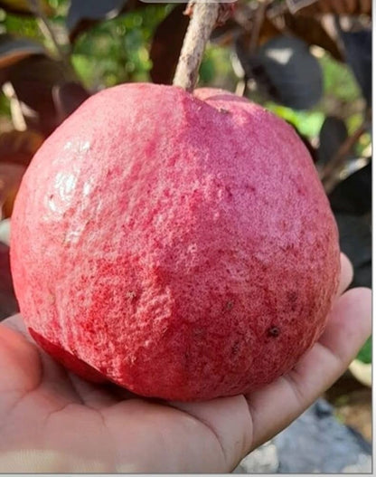 Thai Crystal Red Guava Air Layered Healthy Fruit Plant