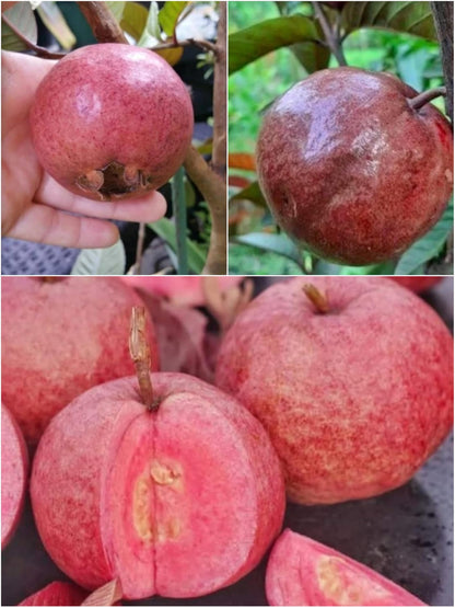 Thai Crystal Red Guava Air Layered Healthy Fruit Plant