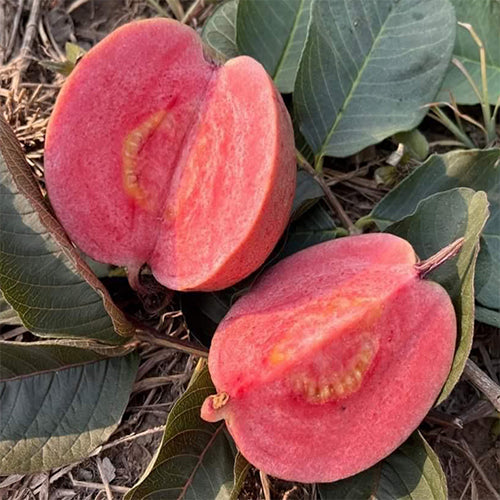 Thai Crystal Red Guava Air Layered Healthy Fruit Plant