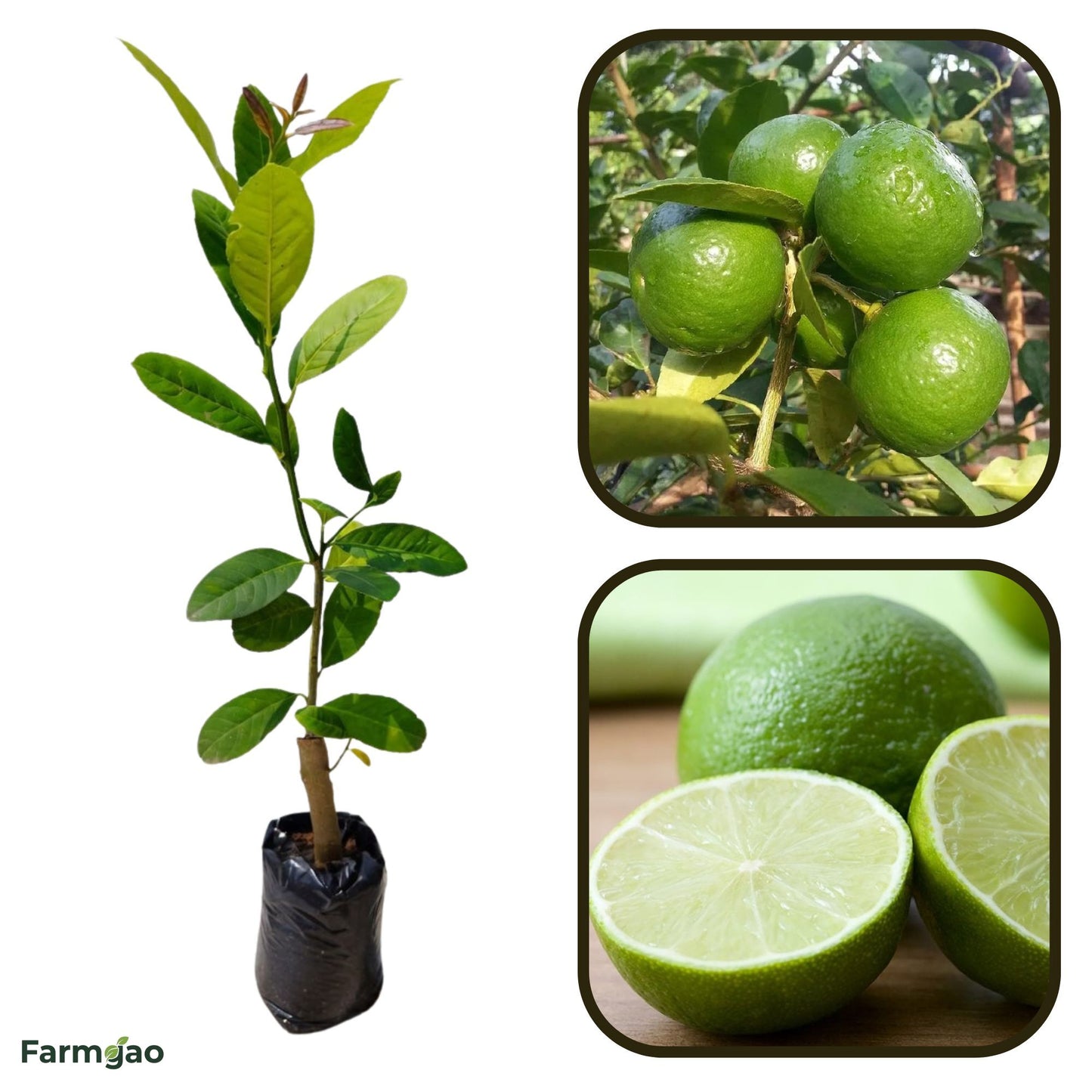 Thai Lime Plant Live Nimbu Tree Kagzi Lemon Citrus Limon Fruit Plant