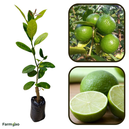 Thai Lime Plant Live Nimbu Tree Kagzi Lemon Citrus Limon Fruit Plant