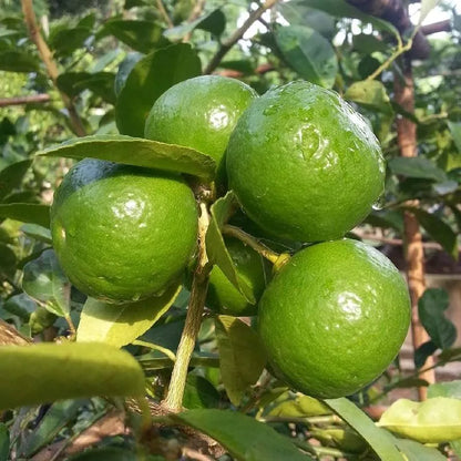 Thai Lime Plant Live Nimbu Tree Kagzi Lemon Citrus Limon Fruit Plant