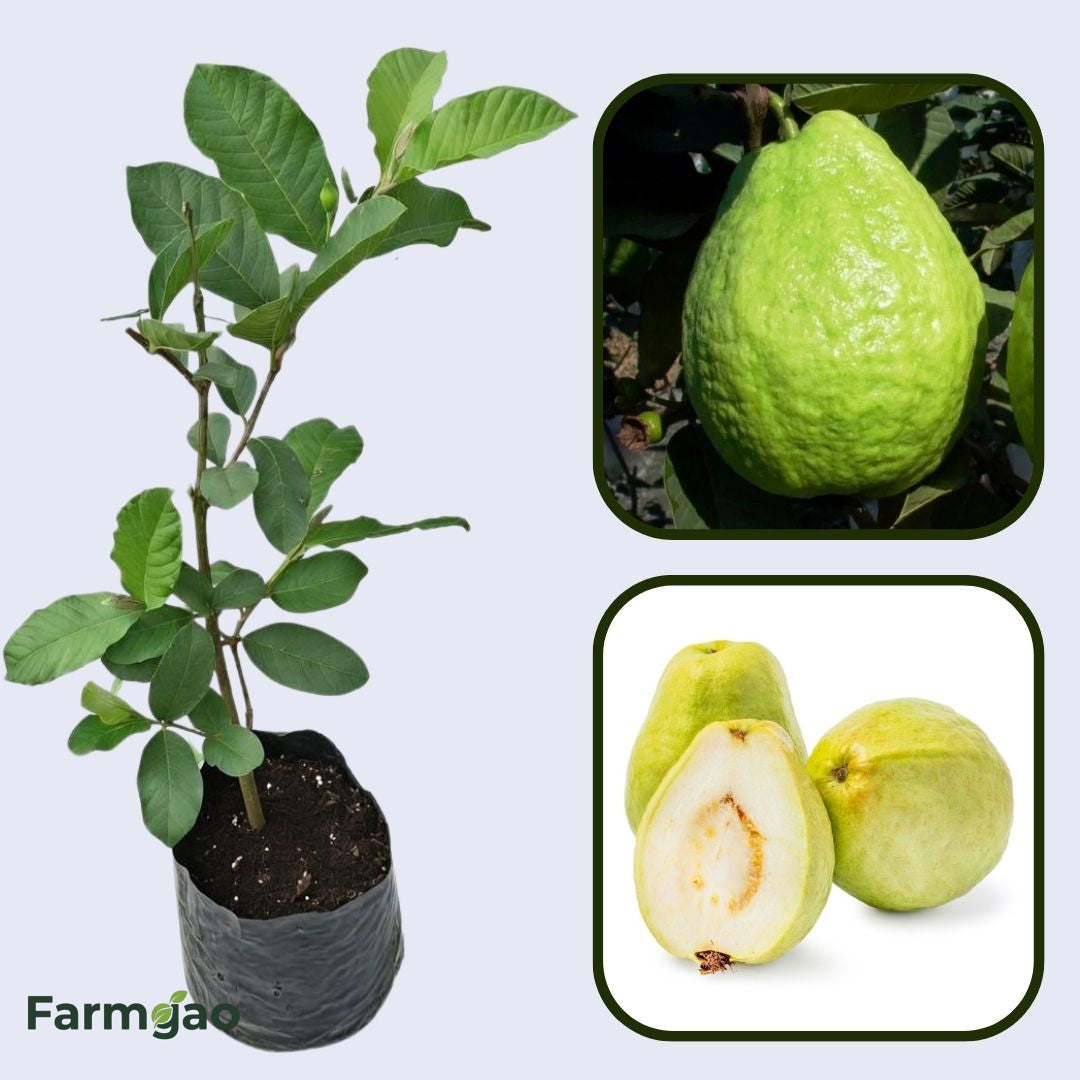 Thai Pearl Guava Air Layered Healthy Fruit Plant