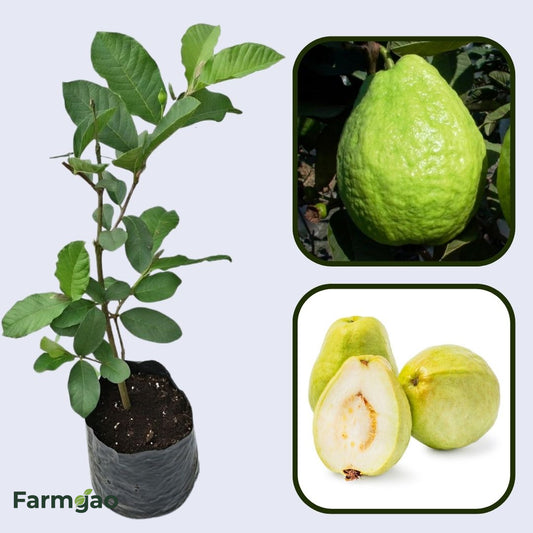 Thai Pearl Guava Air Layered Healthy Fruit Plant