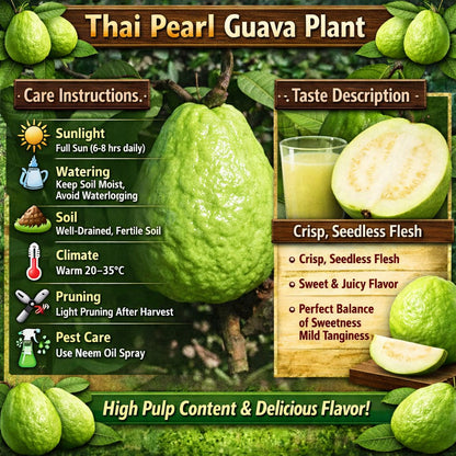 Thai Pearl Guava Air Layered Healthy Fruit Plant