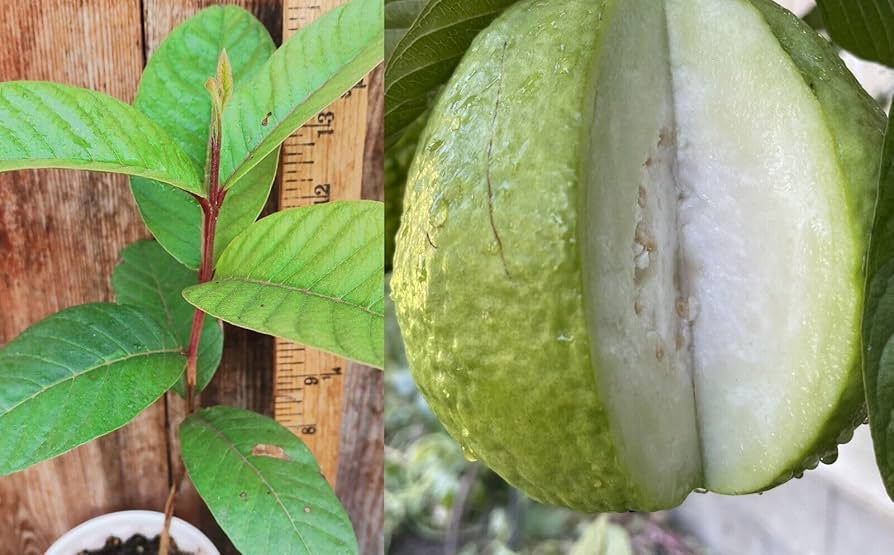 Thai Pearl Guava Air Layered Healthy Fruit Plant