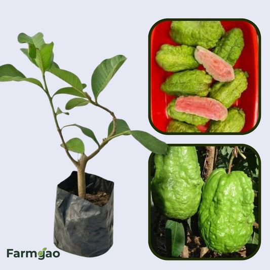 Thai Ruby Guava Air Layered Healthy Fruit Plant