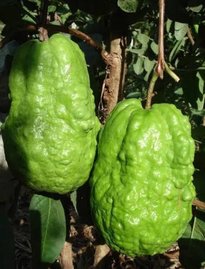 Thai Ruby Guava Air Layered Healthy Fruit Plant