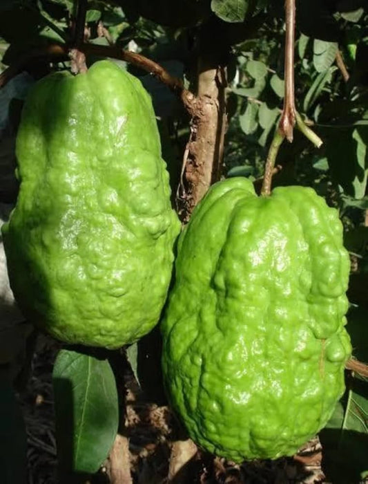 Thai Ruby Guava Air Layered Healthy Fruit Plant