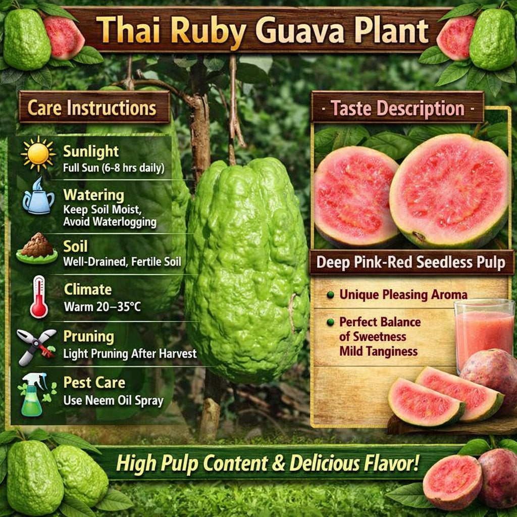 Thai Ruby Guava Air Layered Healthy Fruit Plant