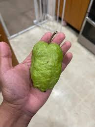 Thai Ruby Guava Air Layered Healthy Fruit Plant