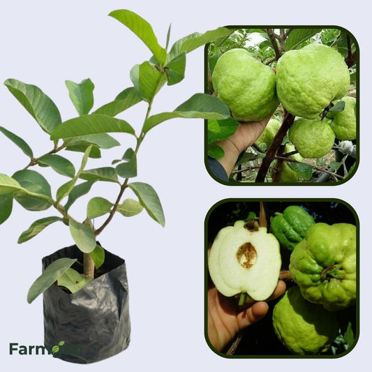 Thai Seedless Guava Air Layered Healthy Fruit Plant