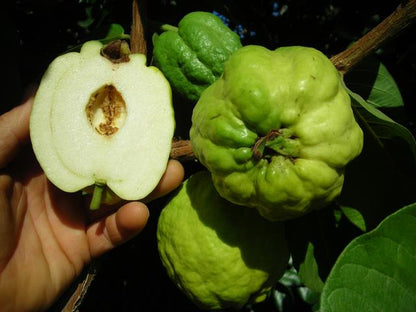 Thai Seedless Guava Air Layered Healthy Fruit Plant