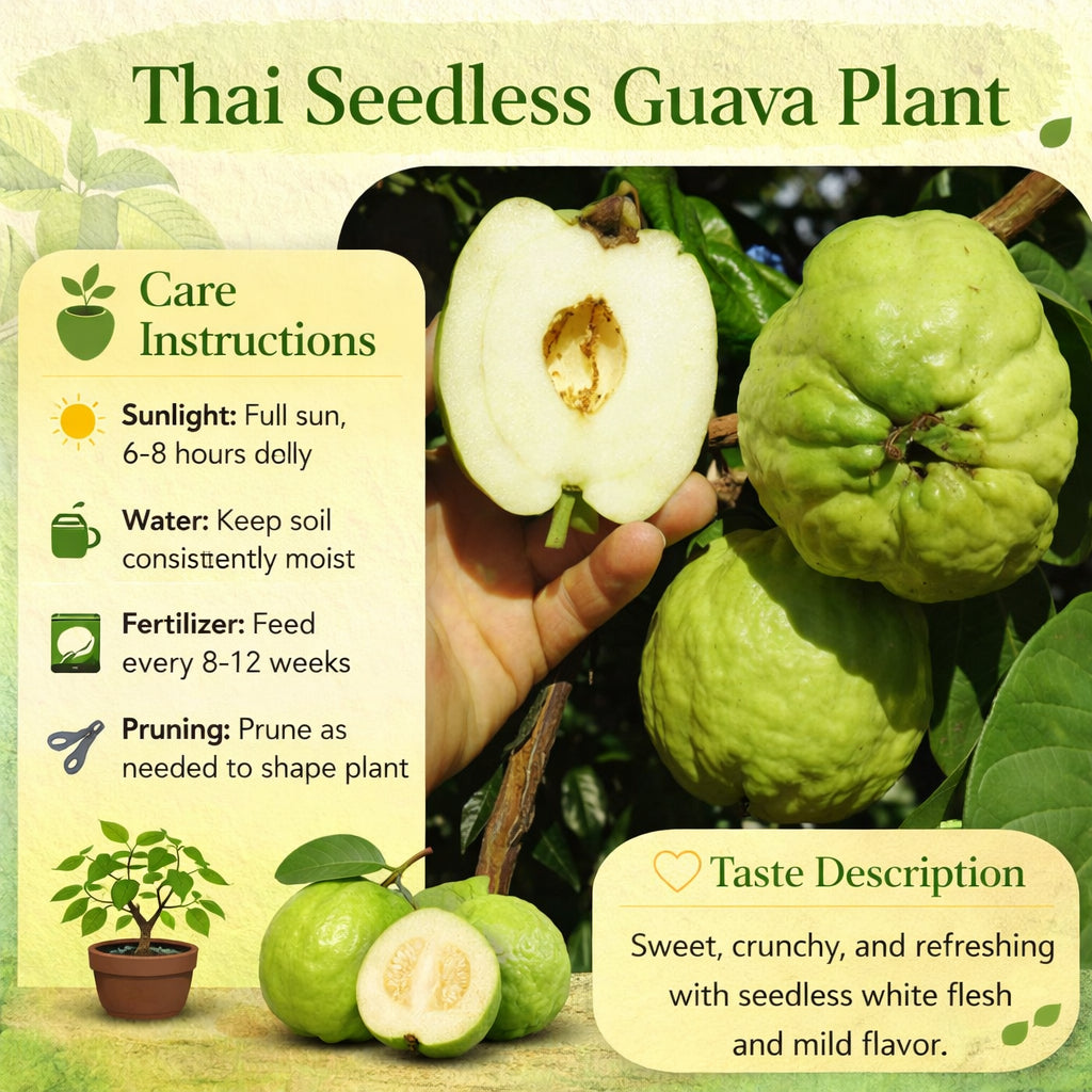 Thai Seedless Guava Air Layered Healthy Fruit Plant