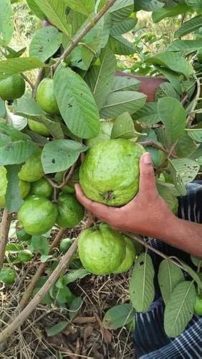 Thai Seedless Guava Air Layered Healthy Fruit Plant