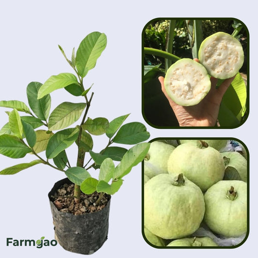 Thai White Guava Air Layered Healthy Fruit Plant