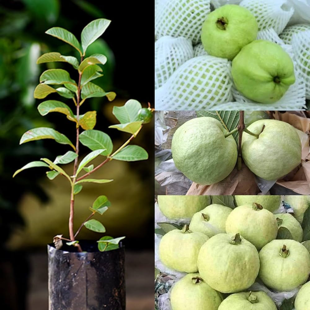 Thai White Guava Air Layered Healthy Fruit Plant