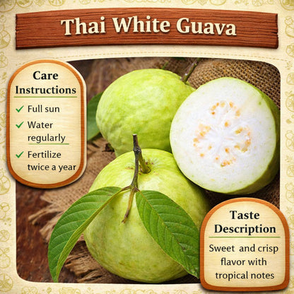 Thai White Guava Air Layered Healthy Fruit Plant