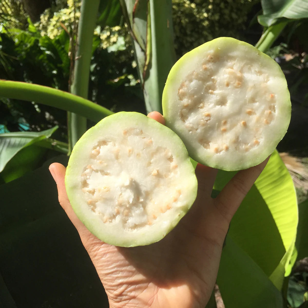 Thai White Guava Air Layered Healthy Fruit Plant