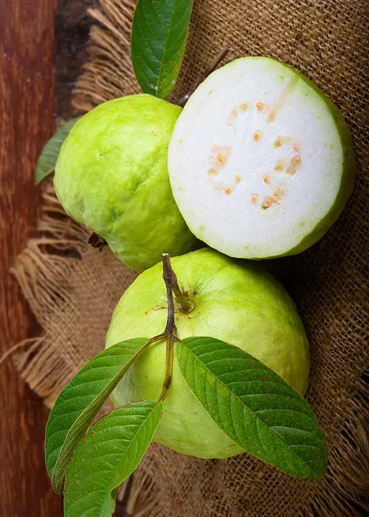 Thai White Guava Air Layered Healthy Fruit Plant