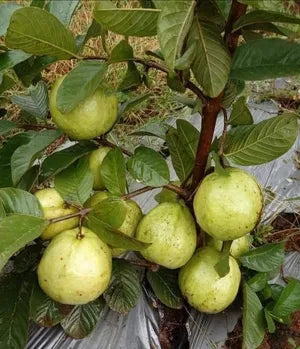 Chittidar Guava Hybrid Air Layered Plant