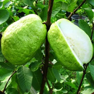 Mexican Cream Guava Hybrid Air Layered Plant