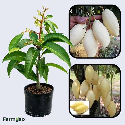 Thailand White Mango Aam Grafted Healthy Fruit Plant